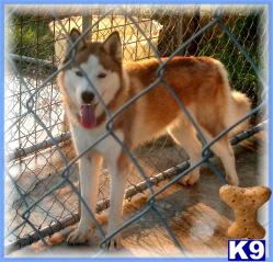 Siberian Husky Puppies for Sale
